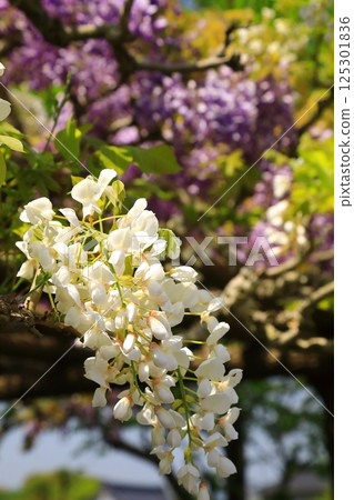 Wisteria flowers blooming at the shrine Wisteria flowers blooming at the shrine 125301836