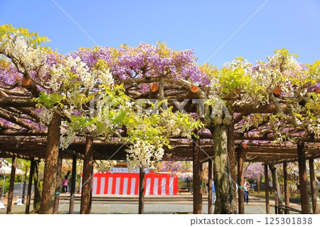 Wisteria flowers blooming at the shrine 125301838
