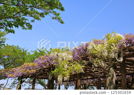 神社盛開的紫藤花 125301839
