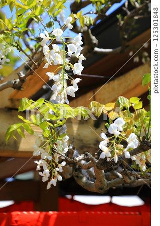 神社盛開的紫藤花 125301848