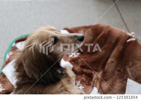 一隻迷你臘腸犬躺在羊毛狗床上 一隻迷你臘腸犬躺在羊毛狗床上 125301854