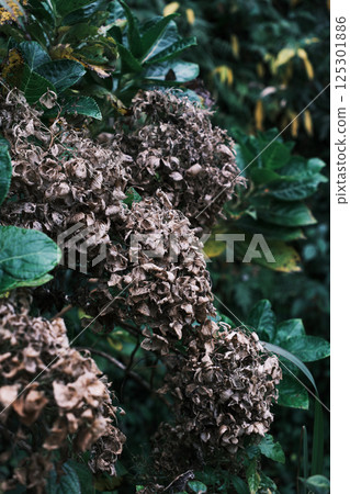 Withered hydrangea flower 125301886