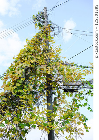 電線桿上的聖誕樹 125301895