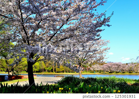 Cherry blossom viewing at Mizumoto Park in Tokyo Cherry blossom viewing at Mizumoto Park in Tokyo 125301931