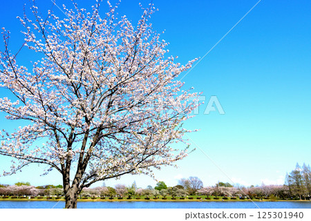 Cherry blossom viewing at Mizumoto Park in Tokyo 125301940