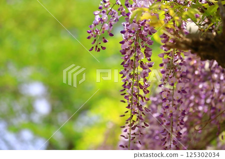 Wisteria flowers blooming at the shrine Wisteria flowers blooming at the shrine 125302034