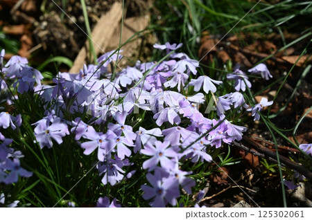 Blue Shiba Sakura 125302061