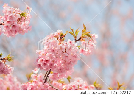 河津櫻花盛開 河津櫻花盛開 125302217