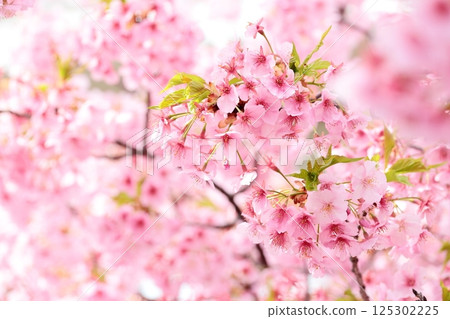Kawazu cherry blossoms in full bloom Kawazu cherry blossoms in full bloom 125302225