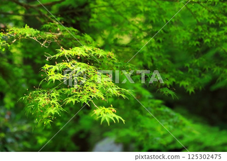 楓樹的新芽 楓樹的新芽 125302475