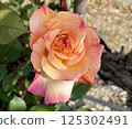美麗的橙色玫瑰 125302491