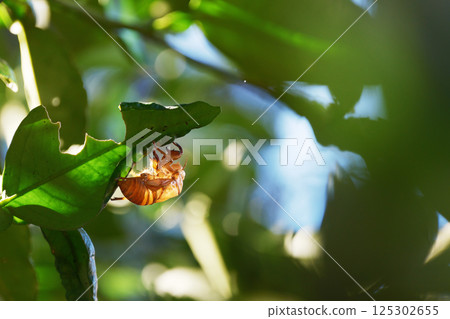 夏天的蟬殼 夏天的蟬殼 125302655