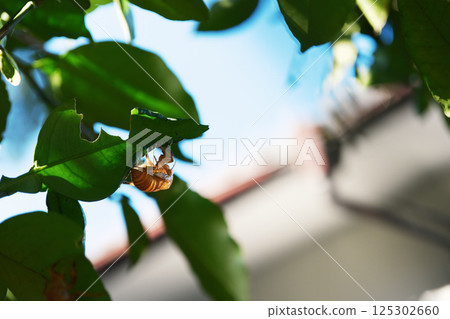 Cicada shells left on trees in the garden 125302660