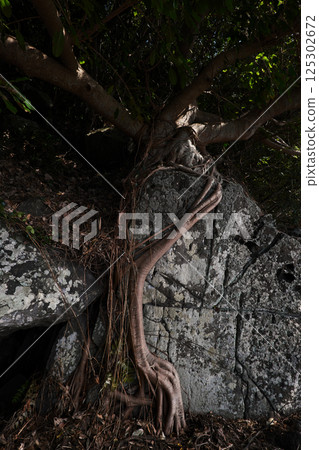 Tree roots entangled around a boulder 125302672