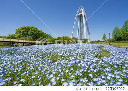 138 塔公園和 Nemofira 田野 125302912