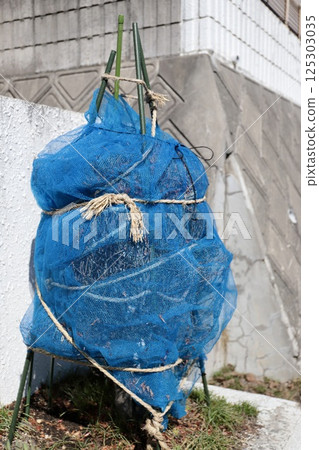 為安然度過冬季的吊鐘花提供防雪保護 125303035