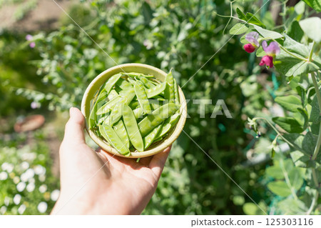 Harvesting peas 125303116