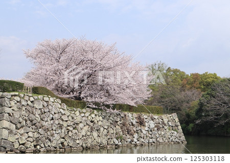 Himeji Castle: castle walls and cherry blossoms 125303118