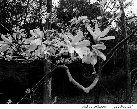 Magnoliaceae Magnolia flowering 125303134