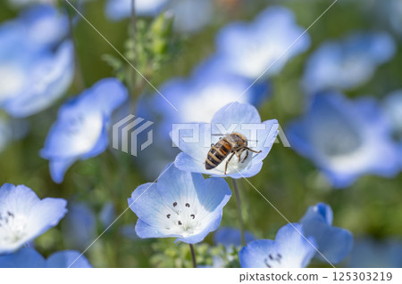 Nemophila and bee close-up 125303219
