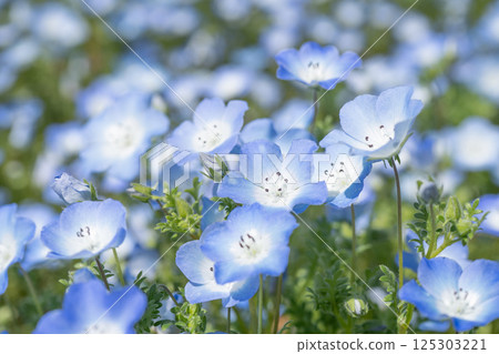 Nemophila Close-up 125303221