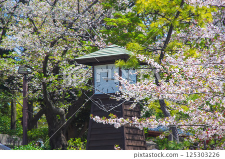 飛鳥山公園鐘樓與盛開的櫻花 125303226