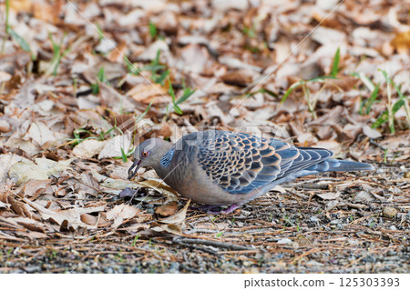Turtle dove foraging on the ground 125303393