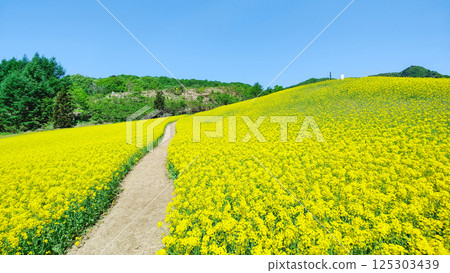 Nanohakura Takahara Nanohana農田 125303439