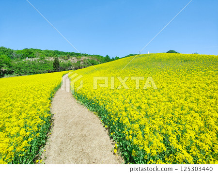 Nanohakura Takahara Nanohana Farm Field 125303440