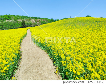 Nanohakura Takahara Nanohana Farm Field Nanohakura Takahara Nanohana Farm Field 125303442
