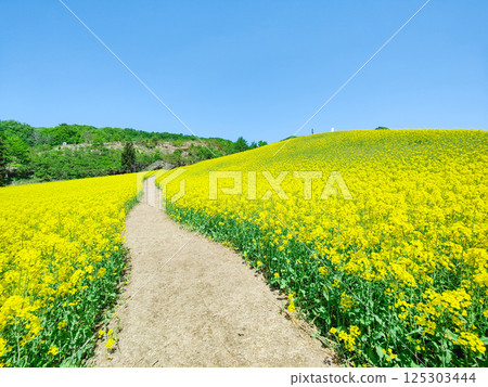 Nanohakura Takahara Nanohana Farm Field 125303444