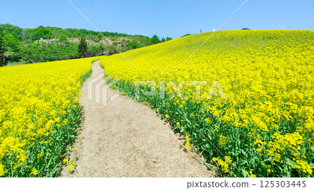 Nanohakura Takahara Nanohana Farm Field Nanohakura Takahara Nanohana Farm Field 125303445