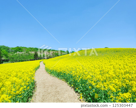 Nanohakura Takahara Nanohana Farm Field 125303447