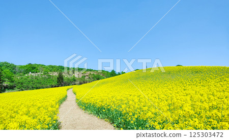 Nanohakura Takahara Nanohana Farm Field Nanohakura Takahara Nanohana Farm Field 125303472