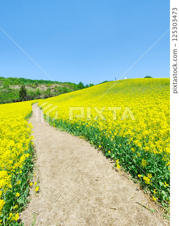 Nanohakura Takahara Nanohana農田 Nanohakura Takahara Nanohana農田 125303473