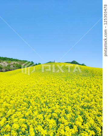 Nanohakura Takahara Nanohana Farm Field Nanohakura Takahara Nanohana Farm Field 125303478