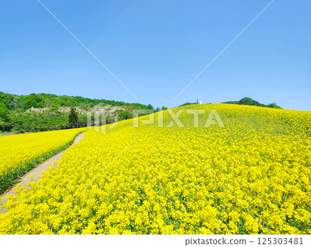 Nanohakura Takahara Nanohana Farm Field 125303481