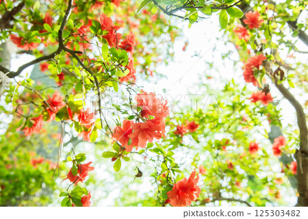 美麗的重瓣杜鵑花 125303482