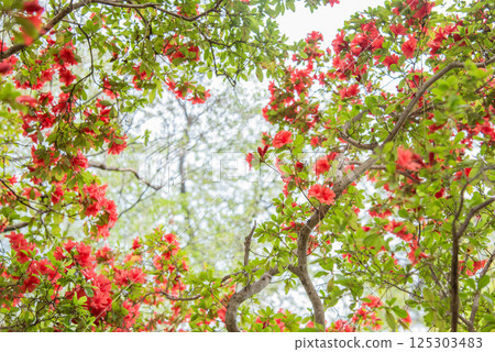 盛開的華麗紅杜鵑花 盛開的華麗紅杜鵑花 125303483