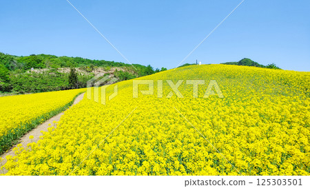 Nanohakura Takahara Nanohana Farm Field Nanohakura Takahara Nanohana Farm Field 125303501