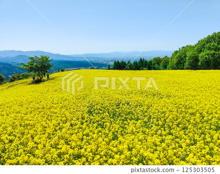 Nanohakura Takahara Nanohana Farm Field 125303505