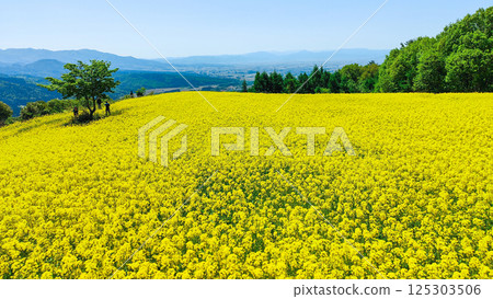 Nanohakura Takahara Nanohana Farm Field 125303506