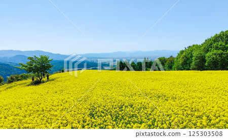 Nanohakura Takahara Nanohana Farm Field 125303508