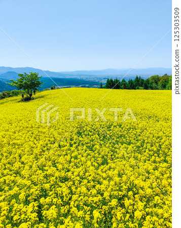 Nanohakura Takahara Nanohana Farm Field 125303509