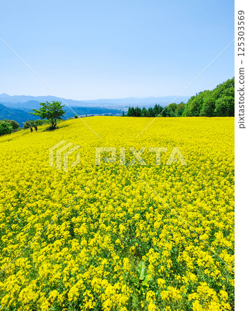 Nanohakura Takahara Nanohana Farm Field 125303569