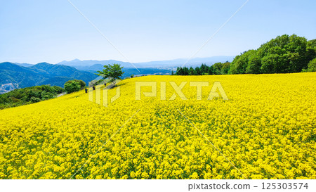 Nanohakura Takahara Nanohana Farm Field Nanohakura Takahara Nanohana Farm Field 125303574