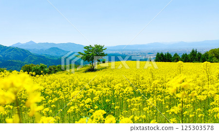 Nanohakura Takahara Nanohana Farm Field Nanohakura Takahara Nanohana Farm Field 125303578