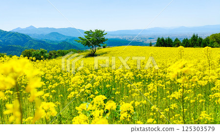 Nanohakura Takahara Nanohana農田 125303579