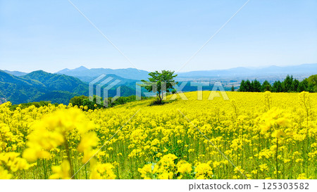 Nanohakura Takahara Nanohana農田 125303582