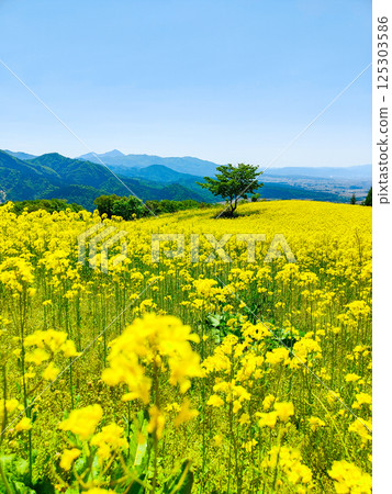 Nanohakura Takahara Nanohana Farm Field Nanohakura Takahara Nanohana Farm Field 125303586